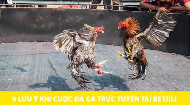 cuoc-da-ga-truc-tuyen