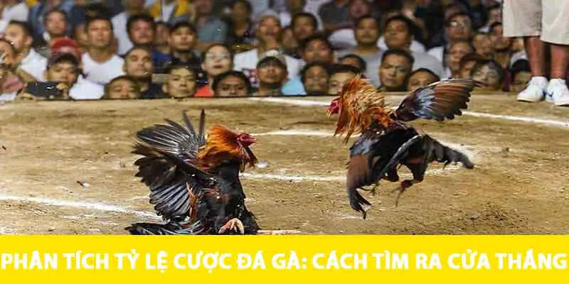 Tỷ Lệ Cược Đá Gà